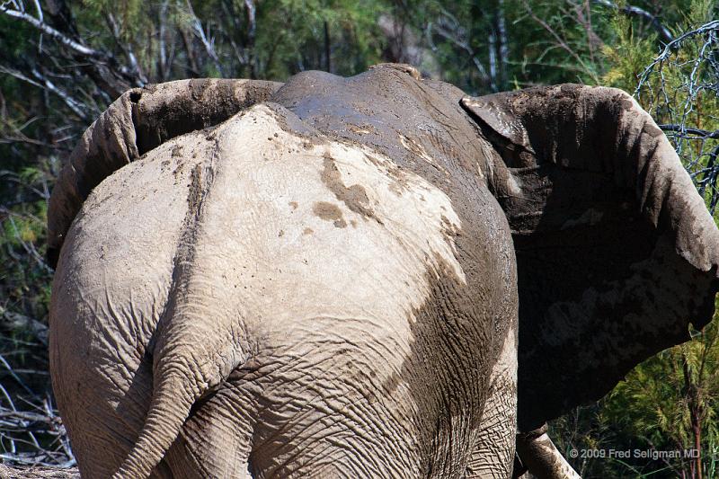 20090604_125653 D300 X1.jpg - Elephants